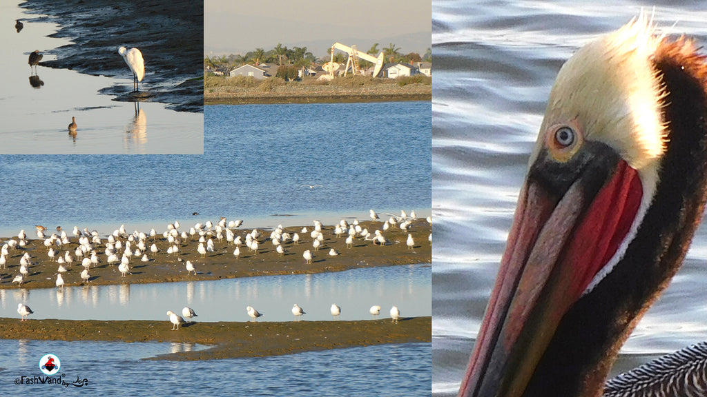 FashWand Wildlife Inspirations and The Bolsa Chica Ecological Reserve