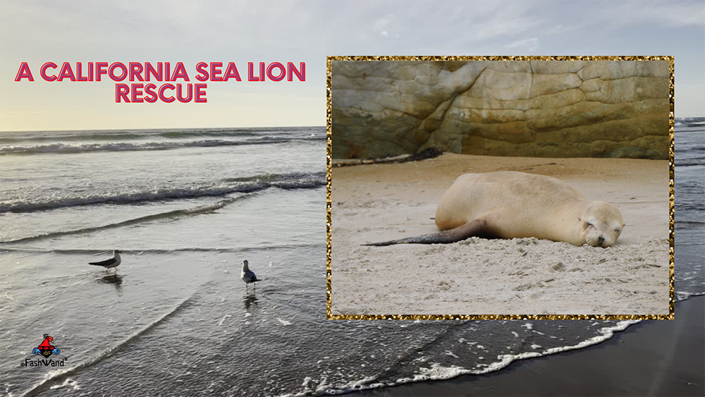 A Precious Sea Lion Rescued | Victim of the California Marine Mammal Crisis