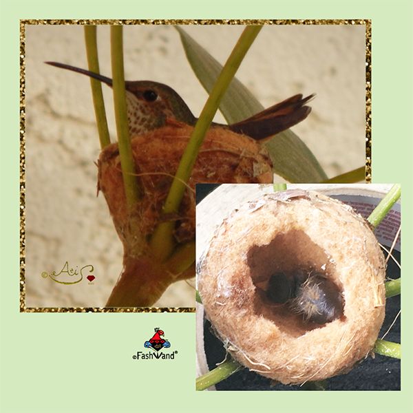 Wildlife Jewels Peridot the Hummingbird Organic Cotton Lacy Apron